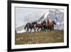 Horses Along the Rocky Mountain Front, Montana-Steven Gnam-Framed Photographic Print