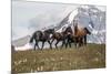 Horses Along the Rocky Mountain Front, Montana-Steven Gnam-Mounted Photographic Print