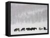 Horses and Aspen Trees on Hills in Snowstorm, Winter-David Epperson-Framed Stretched Canvas