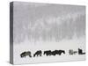 Horses and Aspen Trees on Hills in Snowstorm, Winter-David Epperson-Stretched Canvas