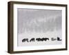 Horses and Aspen Trees on Hills in Snowstorm, Winter-David Epperson-Framed Photographic Print