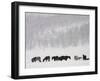 Horses and Aspen Trees on Hills in Snowstorm, Winter-David Epperson-Framed Photographic Print