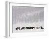 Horses and Aspen Trees on Hills in Snowstorm, Winter-David Epperson-Framed Photographic Print