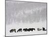 Horses and Aspen Trees on Hills in Snowstorm, Winter-David Epperson-Mounted Photographic Print