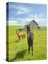 Horses and Barn in Prairie-Darrell Gulin-Stretched Canvas