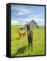 Horses and Barn in Prairie-Darrell Gulin-Framed Stretched Canvas