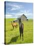 Horses and Barn in Prairie-Darrell Gulin-Stretched Canvas