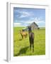 Horses and Barn in Prairie-Darrell Gulin-Framed Photographic Print