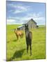 Horses and Barn in Prairie-Darrell Gulin-Mounted Photographic Print
