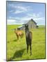 Horses and Barn in Prairie-Darrell Gulin-Mounted Photographic Print