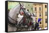 Horses and Carts on the Market in Krakow, Poland.-Curioso Travel Photography-Framed Stretched Canvas