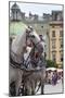 Horses and Carts on the Market in Krakow, Poland.-Curioso Travel Photography-Mounted Photographic Print