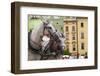 Horses and Carts on the Market in Krakow, Poland.-Curioso Travel Photography-Framed Photographic Print