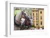 Horses and Carts on the Market in Krakow, Poland.-Curioso Travel Photography-Framed Photographic Print