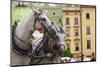 Horses and Carts on the Market in Krakow, Poland.-Curioso Travel Photography-Mounted Photographic Print