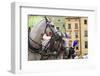 Horses and Carts on the Market in Krakow, Poland.-Curioso Travel Photography-Framed Photographic Print