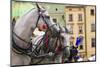 Horses and Carts on the Market in Krakow, Poland.-Curioso Travel Photography-Mounted Photographic Print