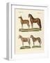 Horses and Donkeys-null-Framed Giclee Print