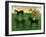 Horses and Jockeys-George Fredericks-Framed Giclee Print