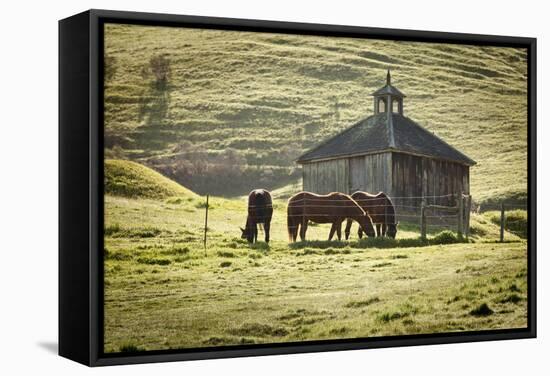 Horses and Old Barn, Olema, California, USA-Jaynes Gallery-Framed Stretched Canvas