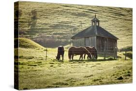 Horses and Old Barn, Olema, California, USA-Jaynes Gallery-Stretched Canvas