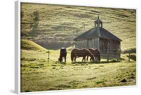 Horses and Old Barn, Olema, California, USA-Jaynes Gallery-Framed Photographic Print