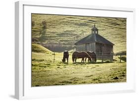 Horses and Old Barn, Olema, California, USA-Jaynes Gallery-Framed Photographic Print