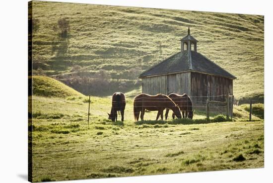 Horses and Old Barn, Olema, California, USA-Jaynes Gallery-Stretched Canvas