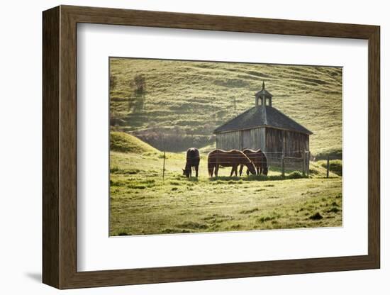 Horses and Old Barn, Olema, California, USA-Jaynes Gallery-Framed Photographic Print