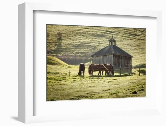 Horses and Old Barn, Olema, California, USA-Jaynes Gallery-Framed Photographic Print