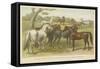 Horses and Ponies-null-Framed Stretched Canvas