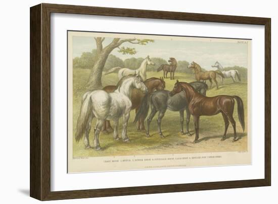 Horses and Ponies-null-Framed Giclee Print