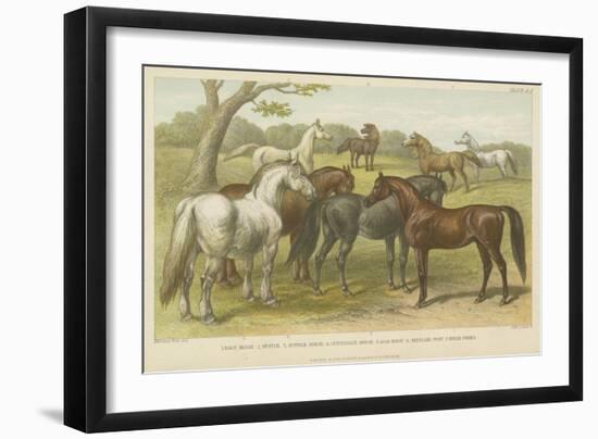 Horses and Ponies-null-Framed Giclee Print