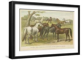 Horses and Ponies-null-Framed Giclee Print