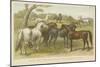 Horses and Ponies-null-Mounted Giclee Print