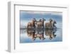 Horses and reflection-Xavier Ortega-Framed Photographic Print