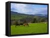 Horses and Sheep in the Barrow Valley, Near St Mullins, County Carlow, Ireland-null-Framed Stretched Canvas