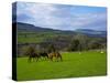 Horses and Sheep in the Barrow Valley, Near St Mullins, County Carlow, Ireland-null-Stretched Canvas