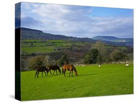 Horses and Sheep in the Barrow Valley, Near St Mullins, County Carlow, Ireland-null-Stretched Canvas