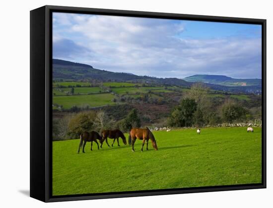 Horses and Sheep in the Barrow Valley, Near St Mullins, County Carlow, Ireland-null-Framed Stretched Canvas