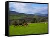Horses and Sheep in the Barrow Valley, Near St Mullins, County Carlow, Ireland-null-Framed Stretched Canvas