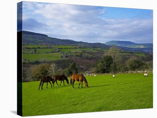 Horses and Sheep in the Barrow Valley, Near St Mullins, County Carlow, Ireland-null-Stretched Canvas