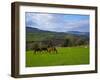 Horses and Sheep in the Barrow Valley, Near St Mullins, County Carlow, Ireland-null-Framed Photographic Print