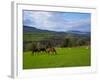 Horses and Sheep in the Barrow Valley, Near St Mullins, County Carlow, Ireland-null-Framed Photographic Print