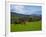 Horses and Sheep in the Barrow Valley, Near St Mullins, County Carlow, Ireland-null-Framed Photographic Print