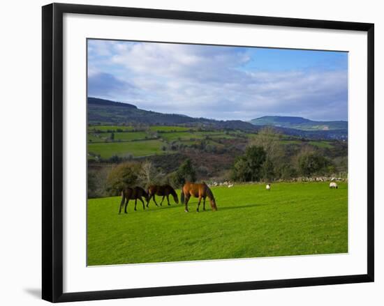 Horses and Sheep in the Barrow Valley, Near St Mullins, County Carlow, Ireland-null-Framed Photographic Print