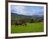 Horses and Sheep in the Barrow Valley, Near St Mullins, County Carlow, Ireland-null-Framed Photographic Print