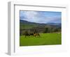 Horses and Sheep in the Barrow Valley, Near St Mullins, County Carlow, Ireland-null-Framed Photographic Print