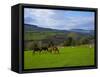 Horses and Sheep in the Barrow Valley, Near St Mullins, County Carlow, Ireland-null-Framed Stretched Canvas