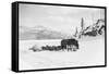 Horses and Sledge in the Klondike-null-Framed Stretched Canvas